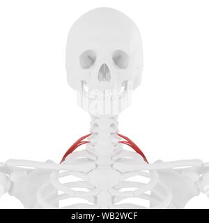 Scalene posterior Muskel, computer Abbildung. Stockfoto