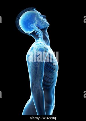 Hals Anatomie, Illustration. Stockfoto