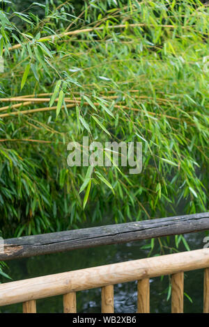 Trauerweide hinter einem hölzernen Zaun am Ufer in einem Park anmelden Stockfoto
