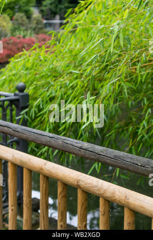 Trauerweide hinter einem hölzernen Zaun am Ufer in einem Park anmelden Stockfoto