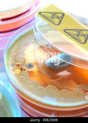 Die Prüfung auf Antibiotikarückstände, konzeptionelle Bild. Stockfoto