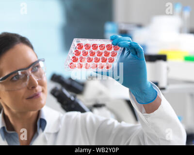 Die Forschung. Wissenschaftler anzeigen Zelle Proben in einer Multiwellplatte. Stockfoto