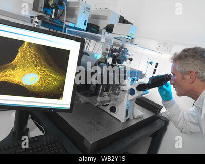 Die Stammzellenforschung. Wissenschaftler mit Hilfe eines konfokalen Fluoreszenzmikroskop Stammzellen zu sehen. Stockfoto