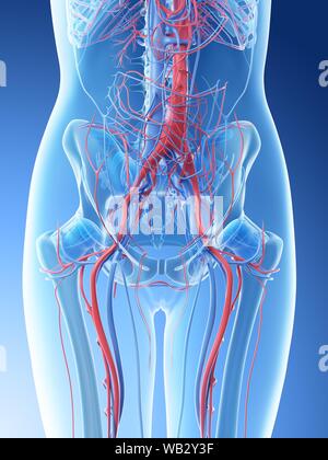 Weibliche Abdominalgefäß- System, Computer Abbildung. Stockfoto