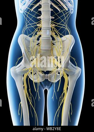 Lendenwirbelsäule nerven, computer Abbildung. Stockfoto