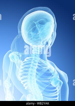 Weibliche Anatomie, Rücken und Nacken computer Abbildung. Stockfoto