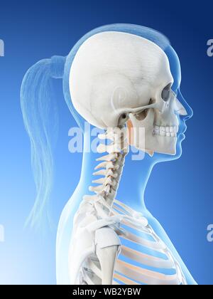 Weiblicher Kopf und Hals Anatomie, computer Abbildung. Stockfoto