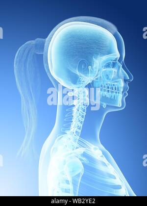 Weiblicher Kopf und Hals Anatomie, computer Abbildung. Stockfoto