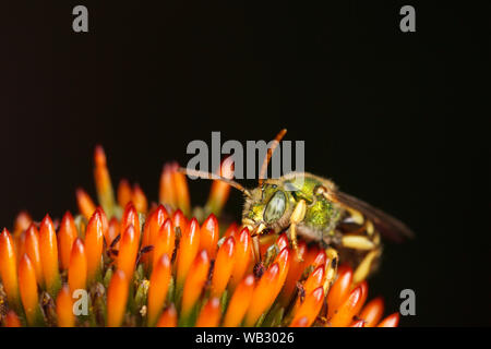 Ein männlicher grün metallic Biene (Agapostemon Virescens) Grünfutter auf einem coneflower. Stockfoto