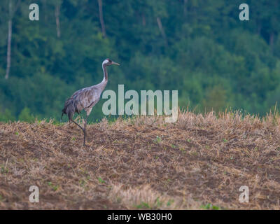 Die gemeinsame Kraniche (Grus Grus), auch als der Eurasischen Krane bekannt, der Kranich (Grus Grus), Eurasischen Kran in der Natur. Ermland. Polen. Stockfoto