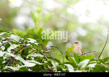 Streifen-eared Bulbul des branches​ Stand​ing auf in den Wald. Bird's in der Natur Hintergrund. Stockfoto