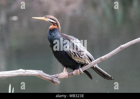 Australische Darter ruht auf Zweig über Wasser Stockfoto