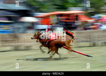 Karapan Sapi, bull Rennen in Madura Insel, Indonesien Stockfoto