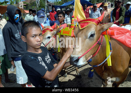 Karapan Sapi, bull Rennen in Madura Insel, Indonesien Stockfoto