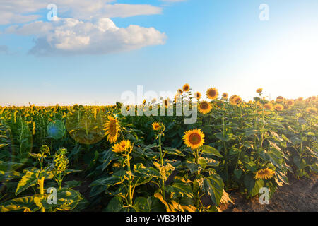 In der Nähe von hohe Sonnenblumen auf einem Feld in der Binnenschifffahrt Nordwest Gegend von Spokane, Washington Stockfoto