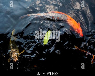 Koi Karpfen in einem Teich in Tokio Stockfoto