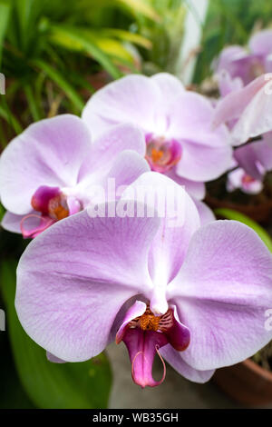 Nahaufnahme blühender violetter und weißer Phalaenopsis-Orchideen in einer Gartenumgebung mit leuchtend grünem Laub im Hintergrund Stockfoto
