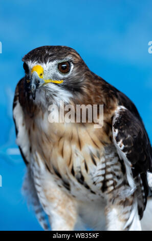 Eine red tailed hawk Sitzstangen auf dem Handschuh von Trainer bei der National Aviary in Pittsburgh, Pennsylvania, USA Stockfoto