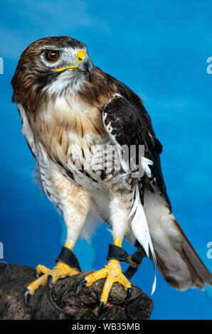 Eine red tailed hawk Sitzstangen auf dem Handschuh von Trainer bei der National Aviary in Pittsburgh, Pennsylvania, USA Stockfoto