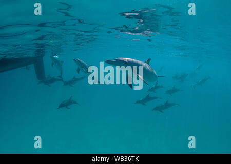 Atlantischen Delphine jagen ein Segelboot gesichtet Stockfoto