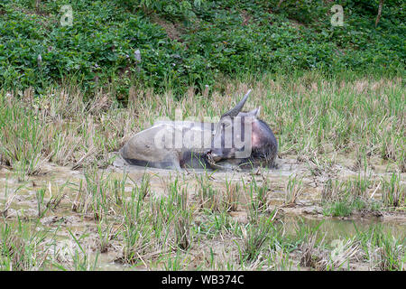 Chef der Reisfeld, Wasserbüffel im Reisfeld von Tana Toraja, Sulawesi, Indonesien Stockfoto