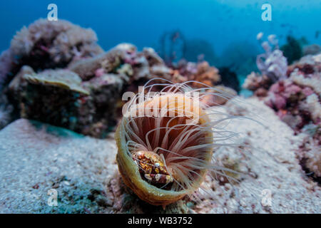 Porzellan Crab Hiding Out in der Tube Anemone, Puerto Galera Philippinen Stockfoto