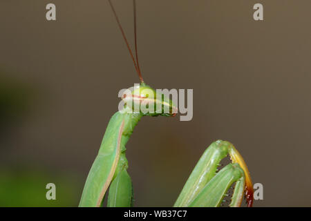 Porträt eines grünen Europäische Gottesanbeterin mantis religiosa oder Mantid lateinischen Status Symbol oder Tier von Connecticut im Sommer in Italien sehr nah bis Stockfoto