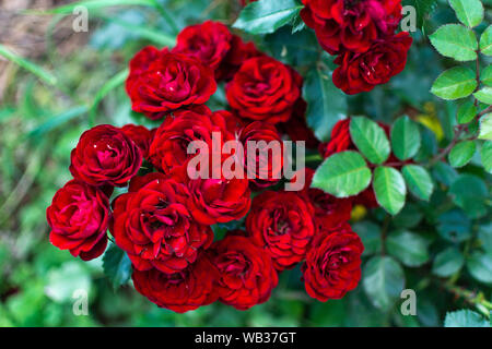 Schönen roten Tee Rosen im Garten Nahaufnahme Stockfoto