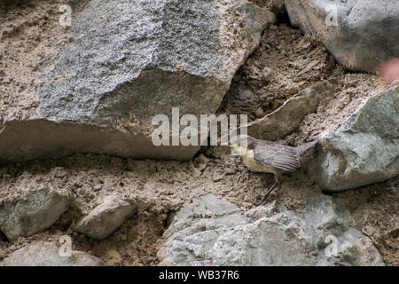 Juveniler Weißkehltaupfer (Cinclus cinclus) wartet auf seine Eltern Stockfoto