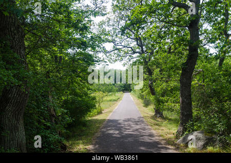 Grünen Fußweg durch einen Laubwald mit üppigen Eichen im Sommer Saison Stockfoto