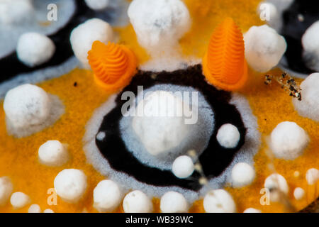 Nacktschnecke Detail - Abstrakte, Bali Indonesien Stockfoto