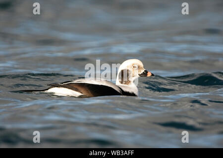 Eisente oder Oldsquaw, (Clangula hyemalis), Winter männlich, Carnsew Becken, Hayle, Cornwall, England, Großbritannien. Stockfoto