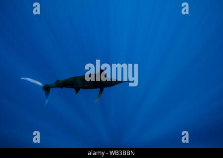 Blue Marlin mit Sonnenstrahlen Stockfoto