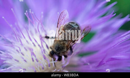 Die Bestäubung, Honigbienen, Wildblumen Garten, Biene bestäubt, bumble bee, Centaurea montana, Pflanzen, Getreide, bumble bee Stockfoto