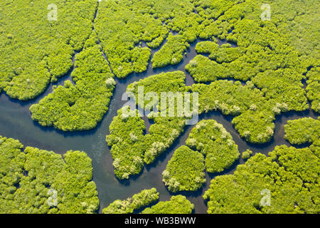 Tropischer Wald mit Mangroven, die Aussicht von oben. Mangroven und Flüssen. Tropische Landschaft in eine einsame Gegend. Stockfoto