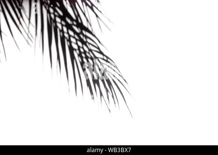 Der Schatten der tropische Blätter auf dem weißen Hintergrund. Schwarz-weiß-Bild zu überlagern die Fotos oder das Modell. Real Photo Stockfoto
