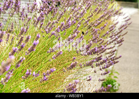 Blühende Lavendel in Blumentöpfe im Garten Wand wächst Stockfoto