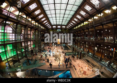 PARIS, Frankreich - 14 August, 2019 Museum für Naturkunde, Großen Galerie des Evolution Kamerafahrt Elefanten Giraffen Stockfoto