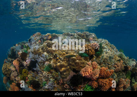 Reef Szene mit Coral Reef Stockfoto