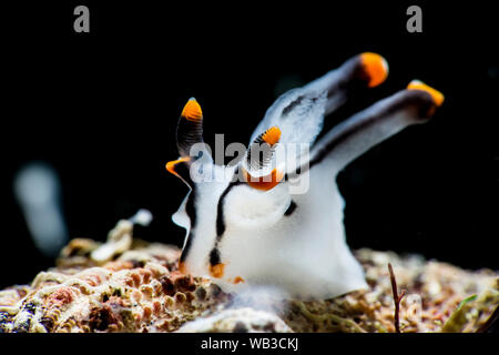 Pikachu Nacktschnecke Anilao Philippinen Stockfoto