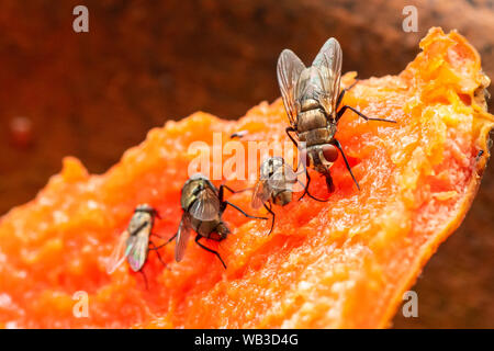 Stubenfliegen Fütterung auf faulen papaya Fleisch Stockfoto