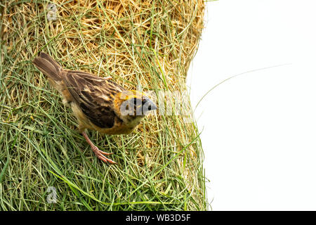 Männliche Baya Weber auf seinem Nest, in einem Abstand Stockfoto