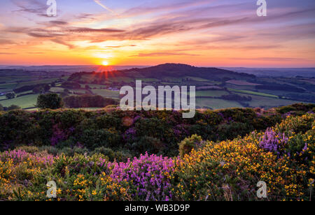 Pilsdon, in der Nähe von Bridport, Dorset, Großbritannien. 24. August 2019. UK Wetter: wunderschönen Sonnenaufgang über den atemberaubenden Marshwood Vale in der Nähe von Bridport. Das Heidekraut und Ginster steht in voller Blüte und im frühen Morgenlicht leuchtet wie die Sonne über dem Tal zu einem weiteren schönen sonnigen Tag. Credit: Celia McMahon/Alamy Leben Nachrichten. Stockfoto