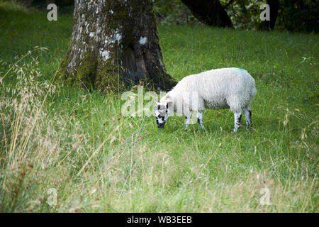 Single grobe fiel Schafe weiden im Hill Country Lake District National Park, England, Großbritannien Stockfoto