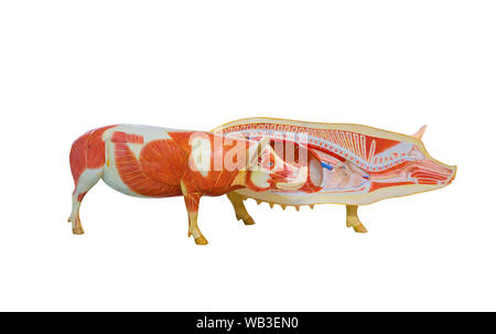 Anatomische Modell von Schwein, Bildung Konzept Stockfoto