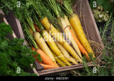 Daucus carota subsp. sativus Erbe Karotten an der RHS Malvern Herbst zeigen. Stockfoto