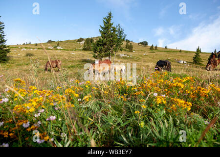 Pferde aus den Berg Velebit in Kroatien Stockfoto
