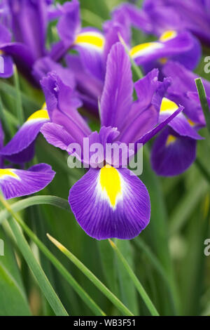 Iris hollandica 'Blue Magic' Blumen. Stockfoto