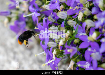 Velebit in Kroatien Stockfoto