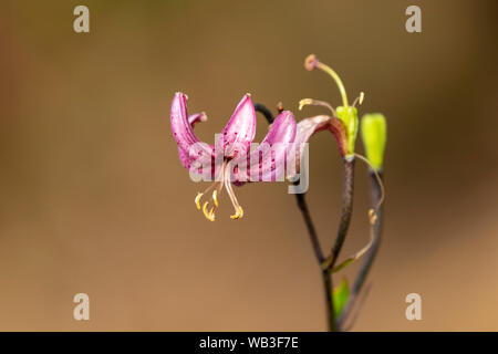 Lilium-Martagon (Martagon-Lilie oder Türkische Mützenlilie) Velebit Berg in Kroatien Stockfoto